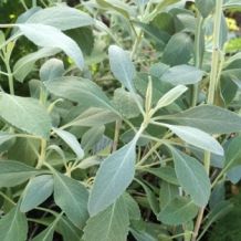 Salvia Apiana  - 1 gram | 650 zaden